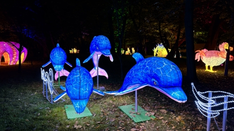 Wystawa Ogród Świateł  "Dzika Afryka" we wrocławskim zoo - 10