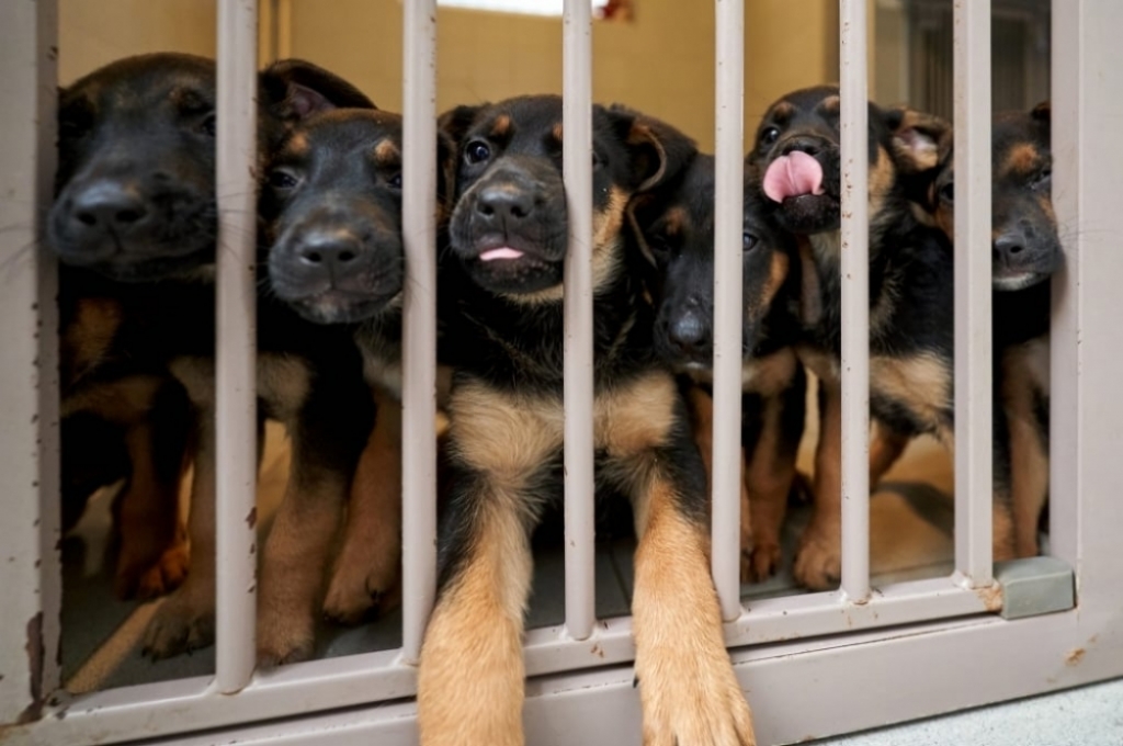 Pół tysiąca zwierząt czeka na nowe domy. W ten weekend jest okazja do adopcji - fot. archiwum Schronisko Wrocław