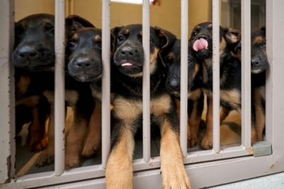 P&oacute;ł tysiąca zwierząt czeka na nowe domy. W ten weekend jest okazja do adopcji
