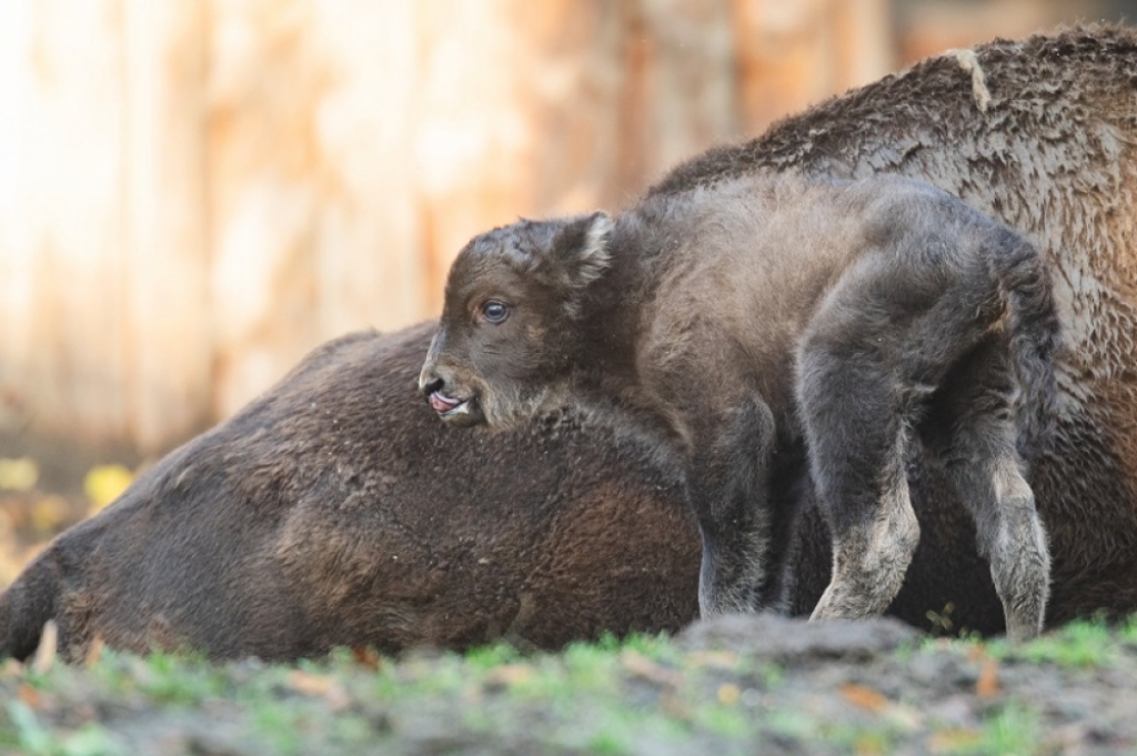 No pokaż się żubrze... we wrocławskim ZOO powiększyła się rodzina polskich bizonów - Fot: ZOO Wrocław