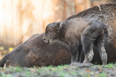 No pokaż się żubrze... we wrocławskim ZOO powiększyła się rodzina polskich bizon&oacute;w