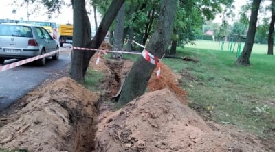 Sadk&oacute;w: kilkanaście jesion&oacute;w może uschnąć przez źle wykonane prace