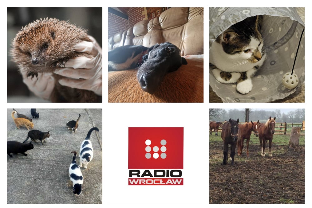 TOP5 organizacji pomagających  zwierzętom [POMOC]  - zdjęcia uczestników plebiscytu 