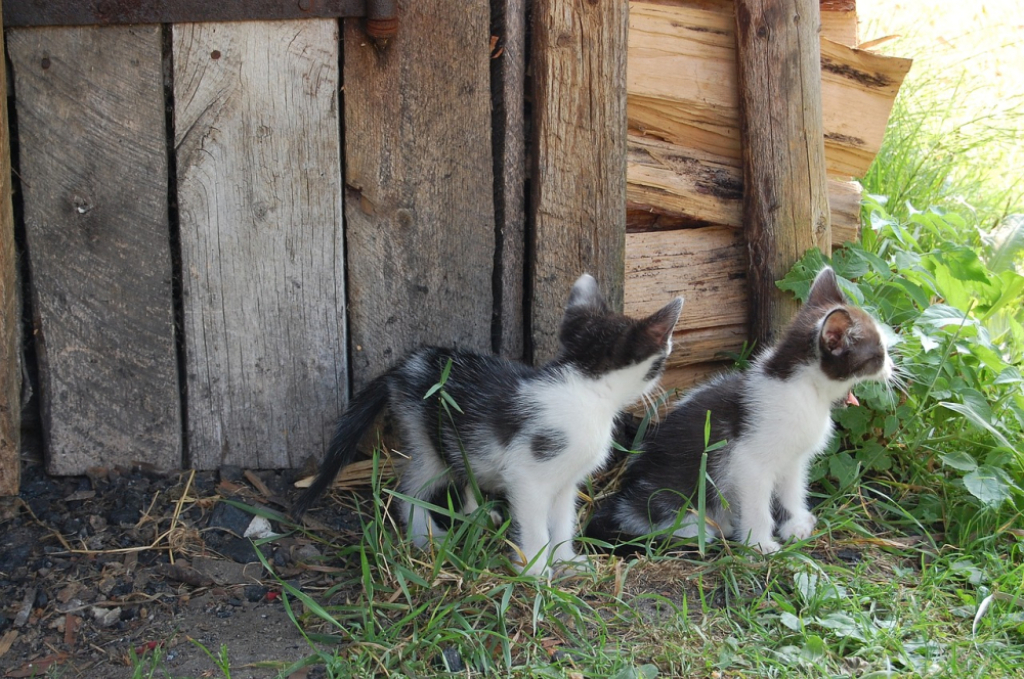Matuzalki w misji pomocy wiejskim kotom - Fot: zdjęcie ilustracyjne, Pixabay