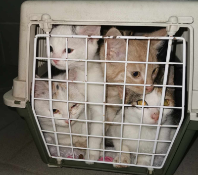 Przewoziła 11 kotów w dwóch transporterach. Jeden tego nie przeżył