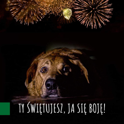 Przypominamy &ndash; nie strzelamy