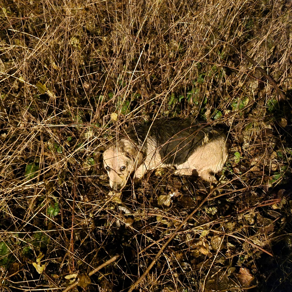 Mieszkańcy strzelają fajerwerkami, a zwierzęta cierpią. Niektórych w tym roku nie udało się uratować - fot. Ekostraż