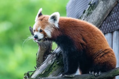 Nowa PL zapowiada kontrolę we wrocławskim ogrodzie zoologicznym