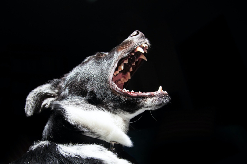 Agresywne psy czy źli właściciele? Wieczór zDolnego Śląska - Fot: zdjęcie ilustracyjne, Pixabay