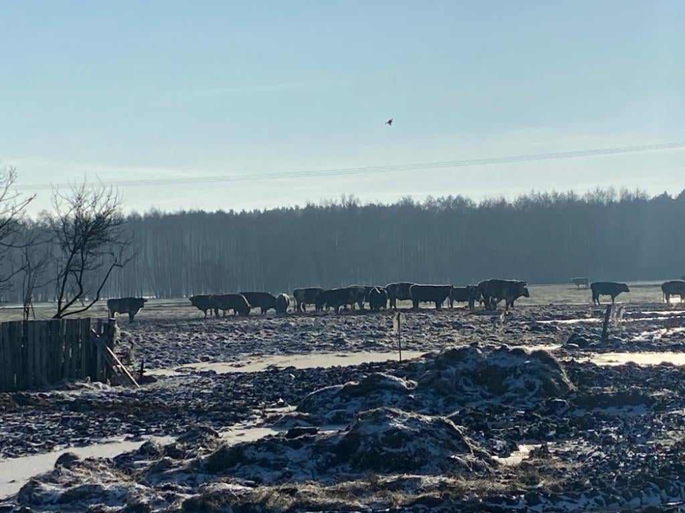 Bez zadaszenia i dostępu do wody - tak żyje w czasie mrozów wielkie stado krów koło Jelcza - Laskowic – fot. Użyczone