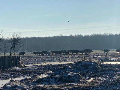 Bez zadaszenia i dostępu do wody - tak żyje w czasie mrozów wielkie stado krów koło Jelcza - Laskowic