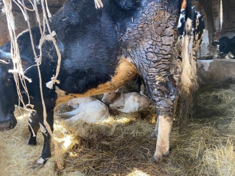 Bez zadaszenia i dostępu do wody - tak żyje w czasie mrozów wielkie stado krów koło Jelcza - Laskowic - 3