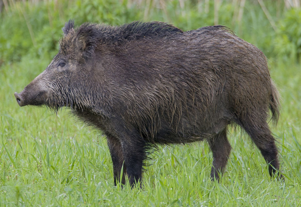 Odstrzelą prawie 900 dzików na Dolnym Śląsku - fot. Wikipedia/Jerzy Strzelecki/CC BY-SA 4.0