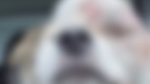 Pies z gnijącą głową nie otrzymał pomocy od opiekuna