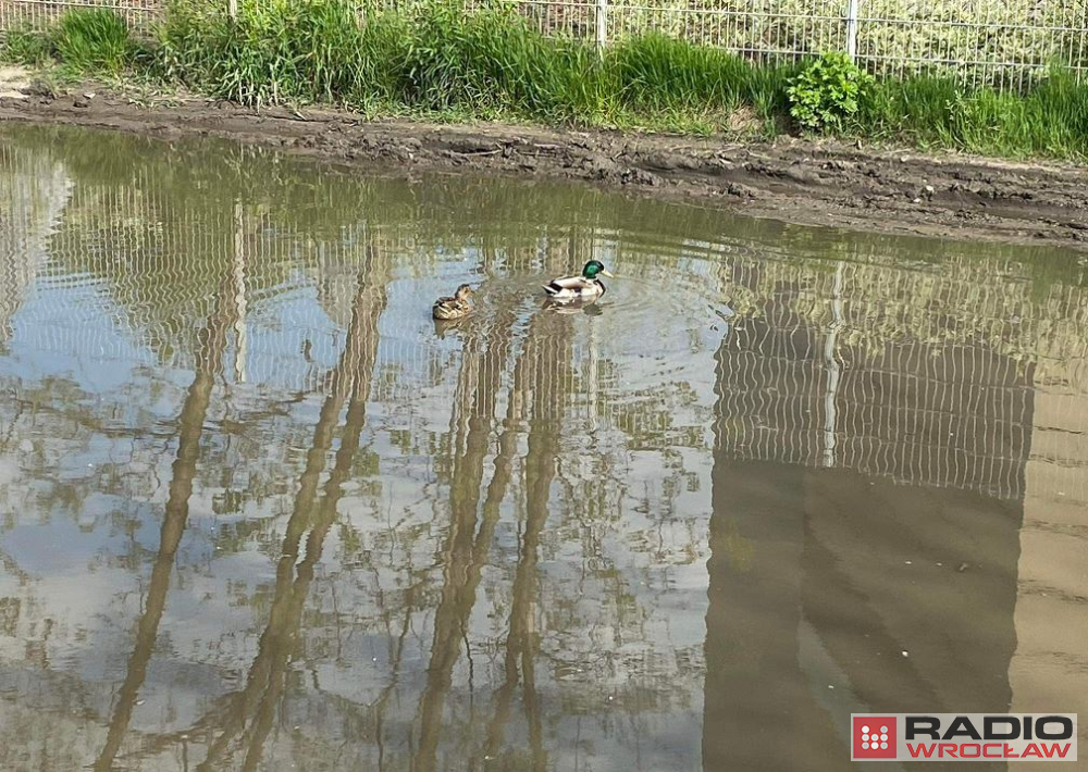 Po deszczu dziury we wrocławskich drogach zmieniają się w małe jeziora - fot. RW