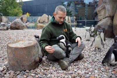 Wrocławianin na ratunek pingwinom przylądkowym