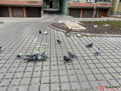 Dzikie wysypiska śmieci zmorą wrocławian - 3