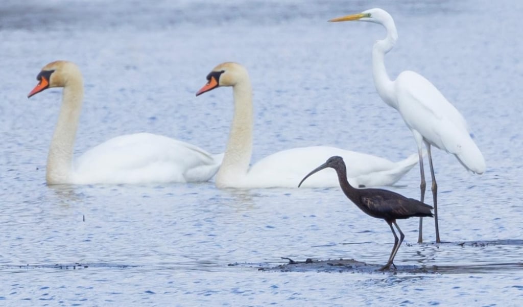 Ibis w Dolinie Baryczy - Fot: Janusz Ratajczak  