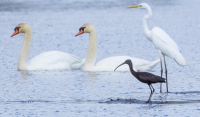 Ibis w Dolinie Baryczy