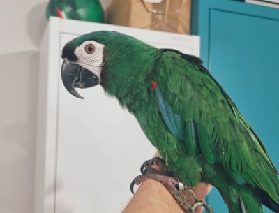 Życie egzotycznej papugi uratowane dzięki Ekostraży