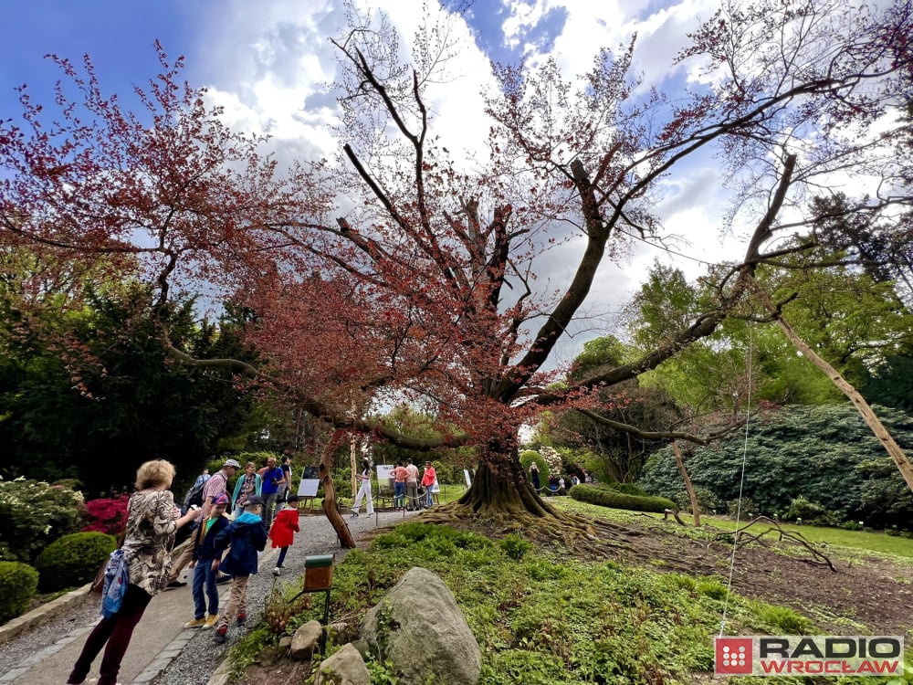 Frekwencja zaskoczyła. Tysiące turystów na otwarciu Arboretum w Wojsławicach - fot. Aleksander Ogrodnik