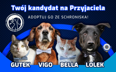 Trwa kampania wyborcza... we Wrocławskim Schronisku dla Bezdomnych Zwierząt