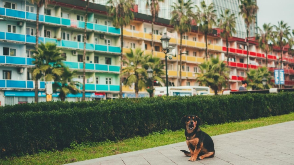 Jak dobrze zaplanować opiekę nad psem podczas wyjazdu? Wskazówki dla właścicieli czworonogów - Materiał Sponsora