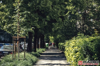 Miasto zachęca do głosowania. Nagrodą jest dodatkowa zieleń na osiedlu