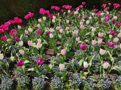 Raj dla miłośników tulipanów. Gdzie?