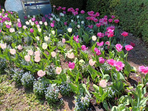 Raj dla miłośników tulipanów. Gdzie? - 1