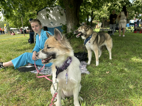 We Wrocławiu trwa psia majówka - 1