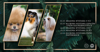 Wystawa ps&oacute;w pasterskich we Wrocławiu. Wstęp wolny