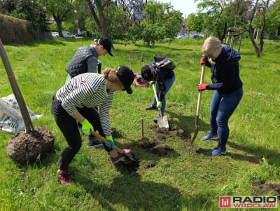 Przy alei Karkonoskiej pojawi się więcej owocowych drzew