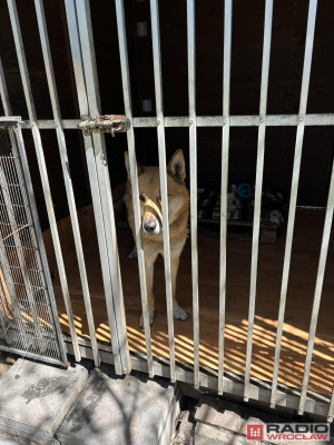 Adopcyjny Dzień Otwarty, czyli wyjdź na spacer z psem - 2