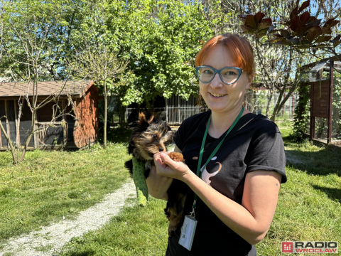 Adopcyjny Dzień Otwarty, czyli wyjdź na spacer z psem - 3