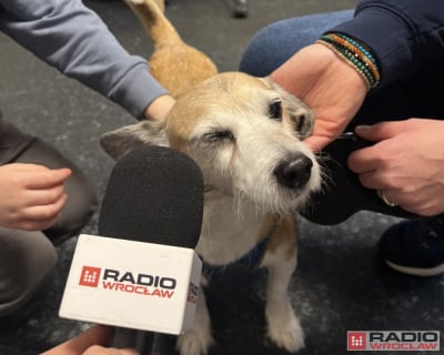 Reakcja24: Dobrostan zwierząt, czyli behawiorystka na pomoc