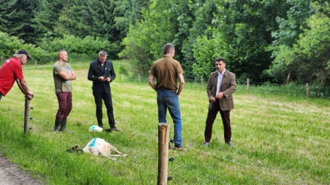 Kolejny atak wilków na ziemi kłodzkiej - 0