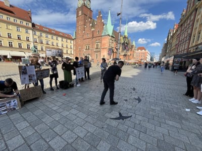Ekolodzy: Ochrona ptak&oacute;w i nietoperzy we Wrocławiu to fikcja