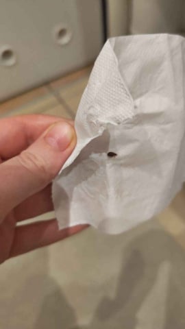 Wrocław ma problem z pluskwami? Tylko w dwóch miastach jest ich więcej - 0