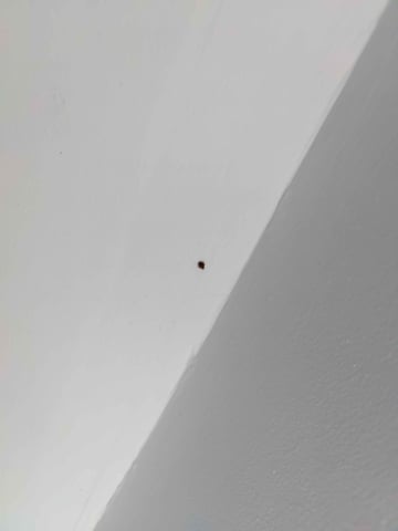 Wrocław ma problem z pluskwami? Tylko w dwóch miastach jest ich więcej - 1