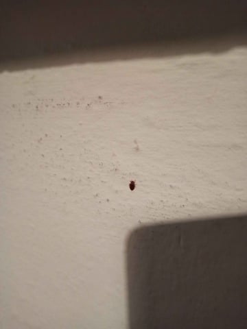 Wrocław ma problem z pluskwami? Tylko w dwóch miastach jest ich więcej - 2