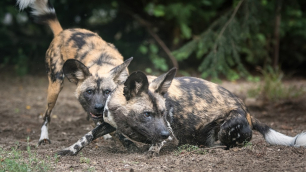 Zwierzęce love story w zoo. W roli gł&oacute;wnej &ndash; trzy likaony