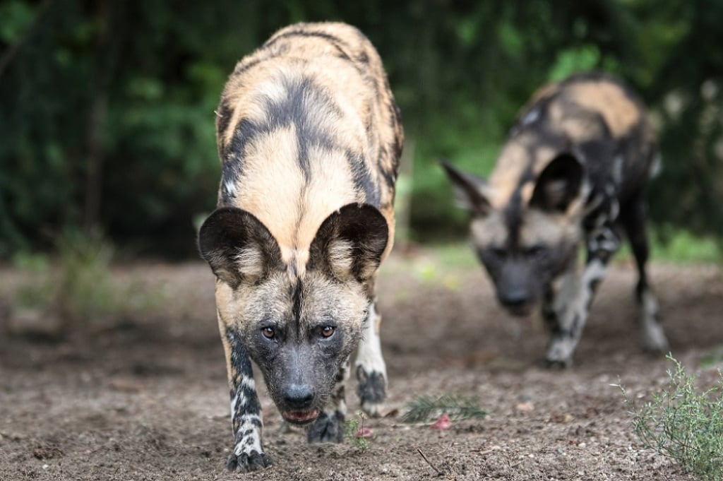 Zwierzęce love story w zoo. W roli głównej – trzy likaony - fot. materiały prasowe