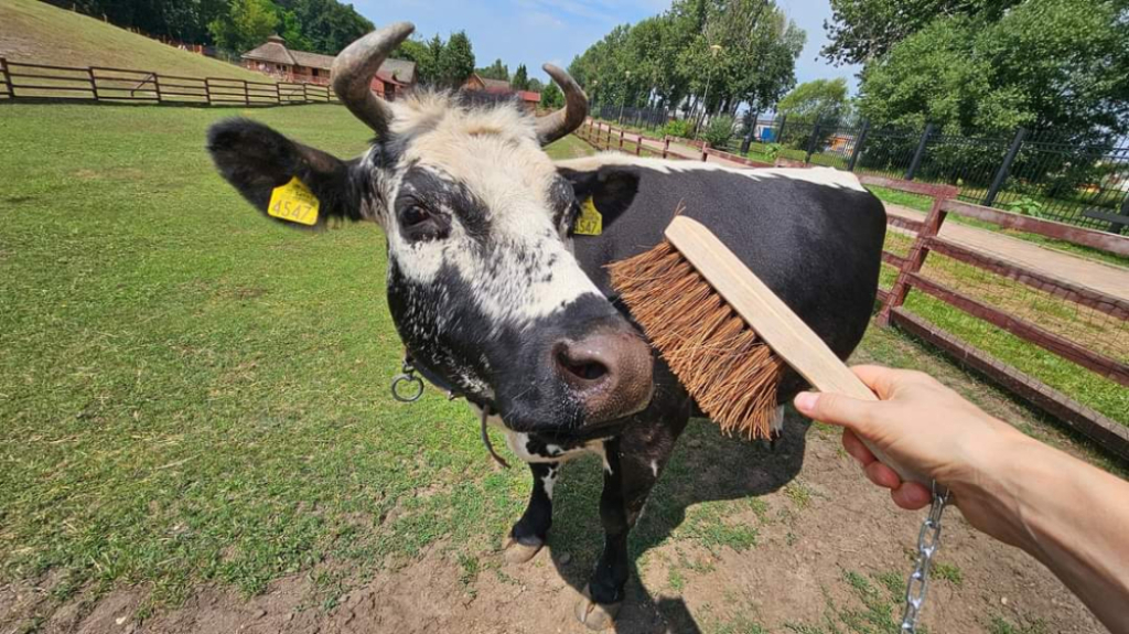 Zamiast dokarmiania... czochranie. Nowość w lubińskim zoo - fot. ZOO Lubin