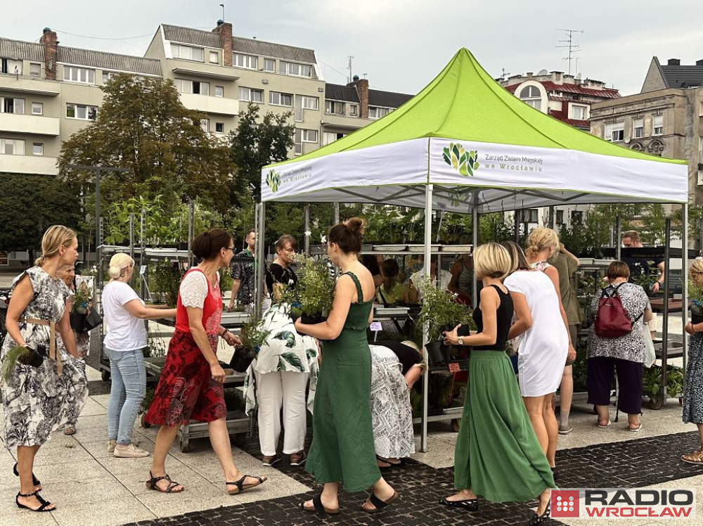 Plac Nowy Targ w końcu jest zielony - fot. Jakub Dworzecki, Joanna Jaros