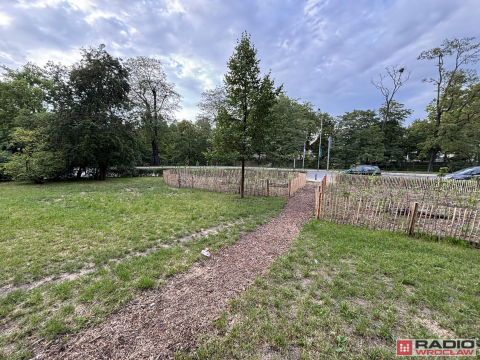 Mieszkańcy boją się, że umiera pierwszy we Wrocławiu las kieszonkowy - 3