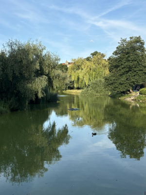 Wrocław odławia żółwie. Ludzie je kupują, a potem wyrzucają w parkach - 0