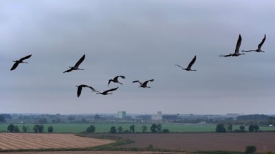 Żurawie zbierają się do odlotu. Wr&oacute;cą w marcu [WIDEO]