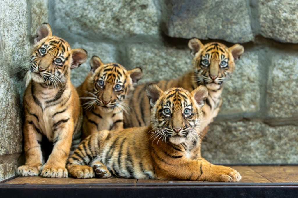 Sensacja w Zoo Wrocław! Urodziły się cztery tygrysy sumatrzańskie – Czworaczki tygrysów, zoo Wrocław