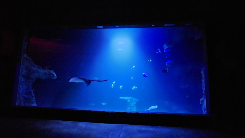 Wyjątkowa atrakcja dla nielicznych, czyli nocne zwiedzanie Afrykarium - 9